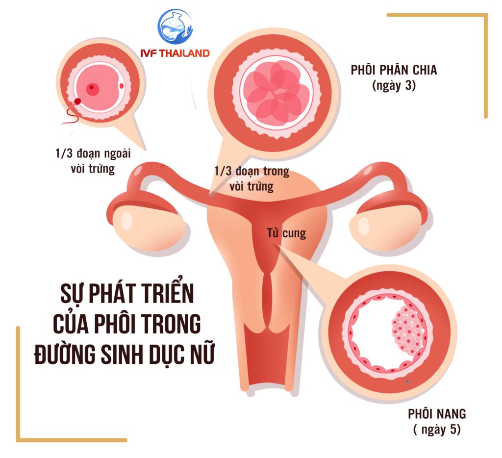 SU-PHAT-TRIEN-CUA-PHOI-TRONG-DUONG-SINH-DUC-NU