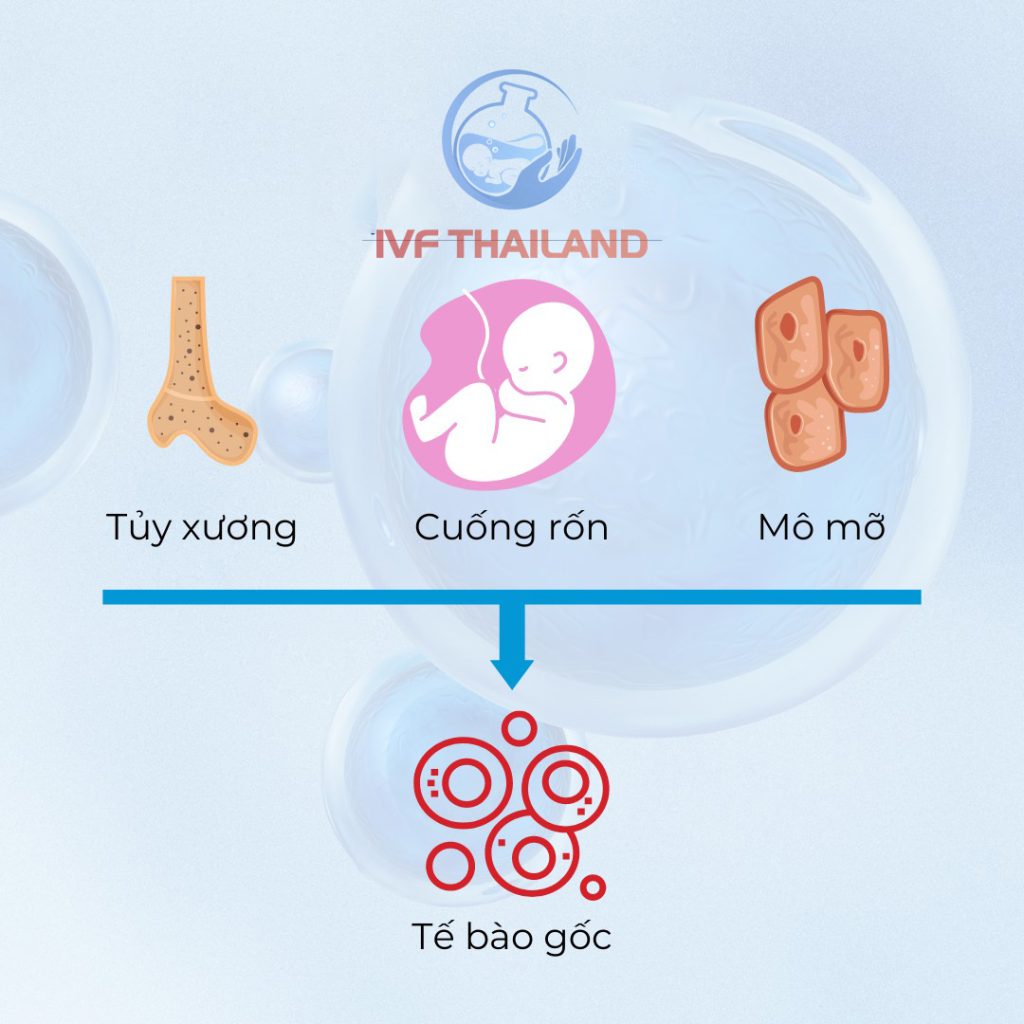 luu tru te bao goc - ivf thai lan