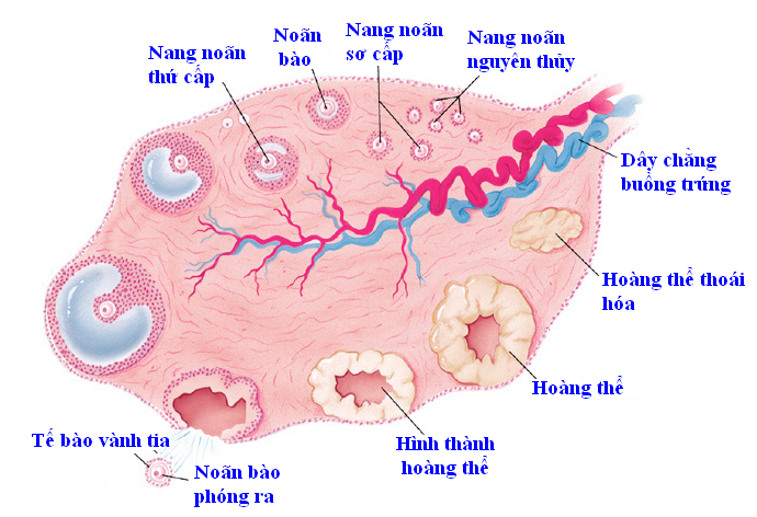 Tỉ lệ có thai cao nhất khi số nang noãn là bao nhiêu ?