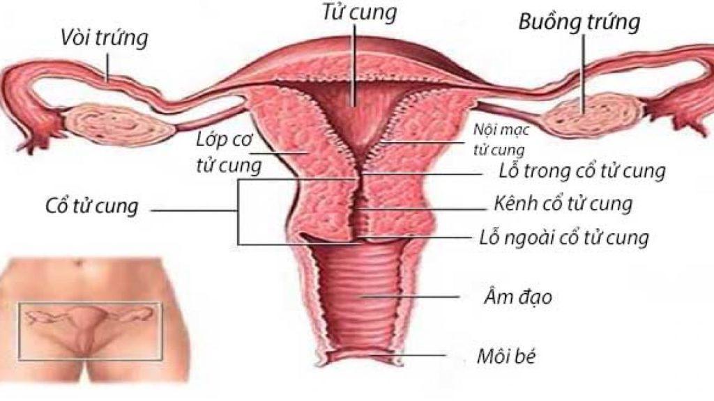 mot-so-cau-hoi-ve-phuong-phap-thu-tinh-nhan-tao-iui-bom-tinh-trung-vao-buong-tu-cung