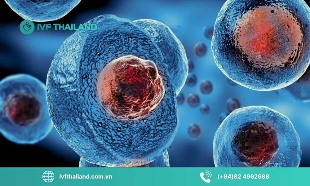 Các loại tế bào gốc và nguồn gốc